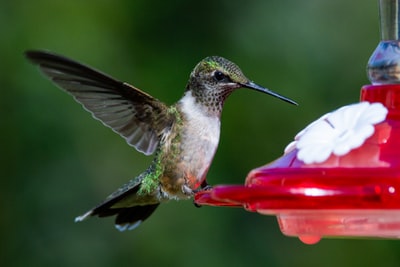 Hummingbirds fly in green and white
